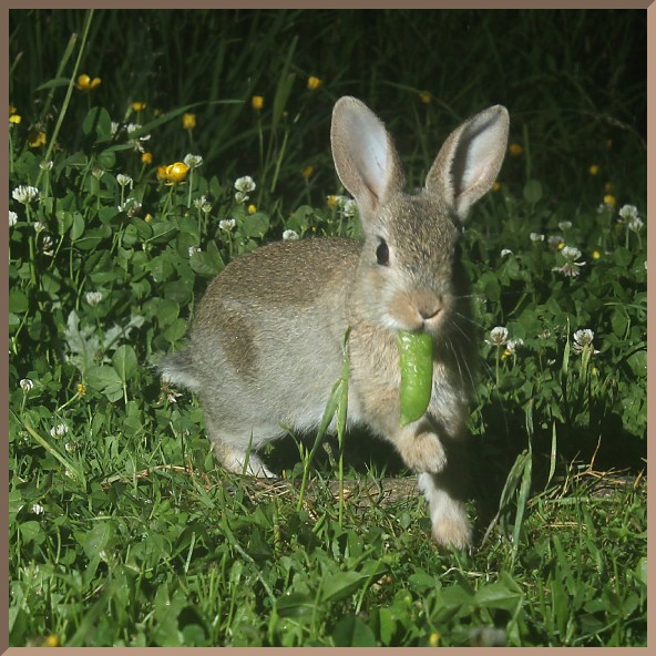 ImageoftheDay by Subject